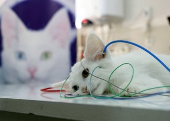 Van kedilerinin sağır olmadığı bilimsel olarak kanıtlandı