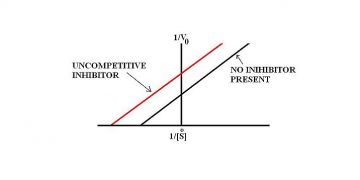 Yarışmasız İnhibisyon Nedir?