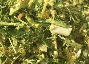 Yaş Kaba Yemler Nedir?