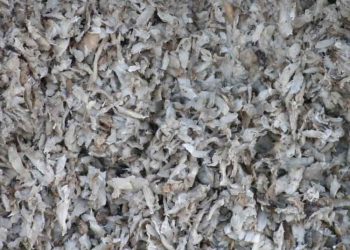 Yaş Şeker Pancarı Posası Nedir?