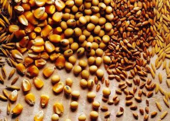 Yaşama Payı Gereksinimi Nedir?