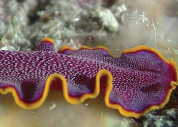 Yassı Kurtlar Nedir?