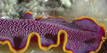 Yassı Kurtlar Nedir?