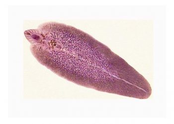 Yassı Solucan Nedir?