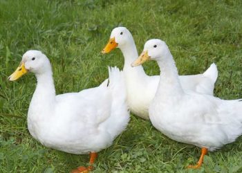 Aylesbury Ördek Irkı