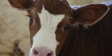 Buzağılar Risk Altında