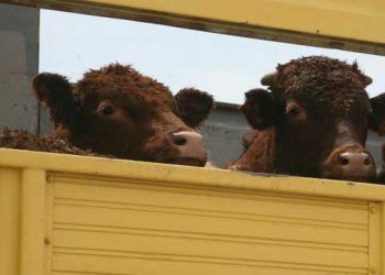 Canlı hayvan ithalatına sıkı kurallar getirilmeli