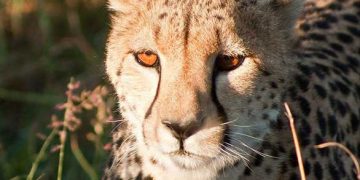 Çitaların evcilleştirilmesi nesillerini tüketiyor