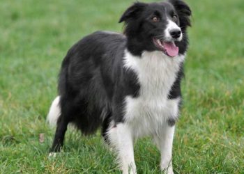 En Zeki Köpek Türleri