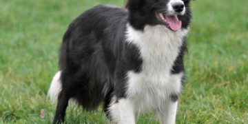 En Zeki Köpek Türleri