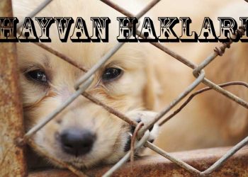 Hayvan Hakları