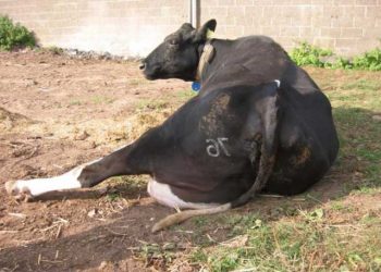 İneğim Ayağa Kalkamıyor