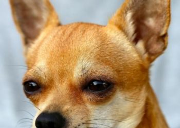 Küçük Köpek Türleri