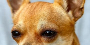 Küçük Köpek Türleri
