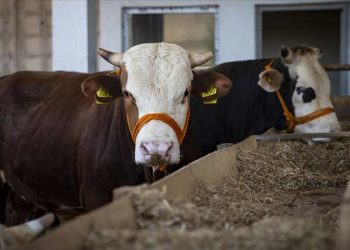 Kurban arzında sıkıntı yok