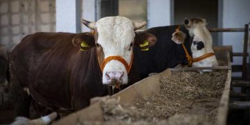 Kurban arzında sıkıntı yok