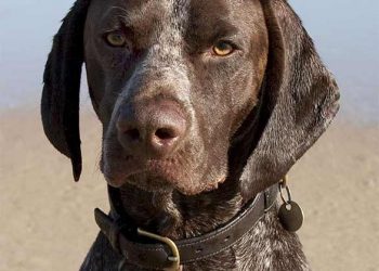 Pointer Köpek Irkı ve Özellikleri