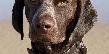 Pointer Köpek Irkı ve Özellikleri