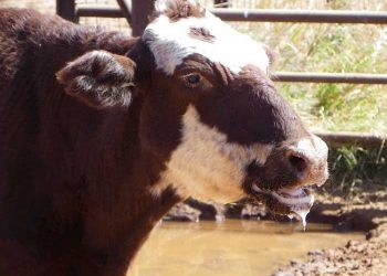 Şap Hastalığı (Dabak)