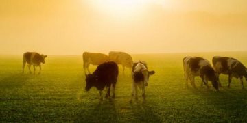 Sıcak İneklere Dokunur