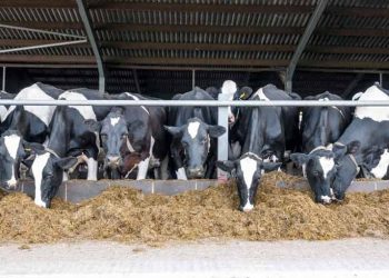 Sığırlarda Beslenme Hataları ve Beslenme İle İlgili Hastalıklar