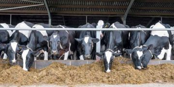 Sığırlarda Beslenme Hataları ve Beslenme İle İlgili Hastalıklar