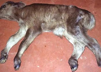 Sığırlarda Erken Embriyonik Ölüm