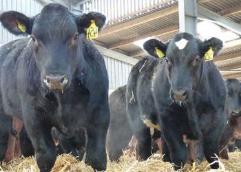 Sığırlarda Solunum Yolu Enfeksiyonları