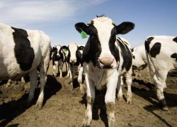 Süt Sığırcılığında Zincirleme Kazalar