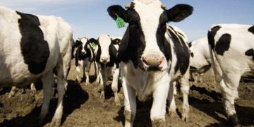 Süt Sığırcılığında Zincirleme Kazalar