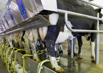 Süt Veriminde Pik Seviyesi