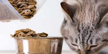 Yarı Sulu Yemler Nedir?