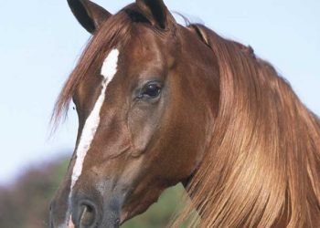 Yarım Akıtma Nedir?