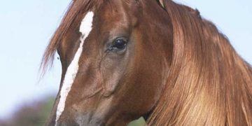 Yarım Akıtma Nedir?