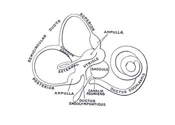 Yarım Daire Kanalları Nedir?