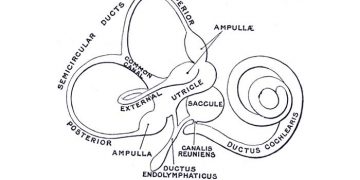 Yarım Daire Kanalları Nedir?