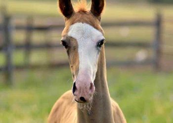 Yarım Yüzü Güzel Nedir?