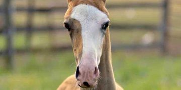 Yarım Yüzü Güzel Nedir?