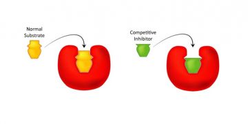 Yarışmalı İnhibisyon Nedir?