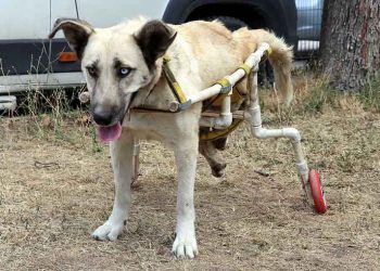 Yürüyemeyen köpeğe plastik borularla yürüteç yaptı