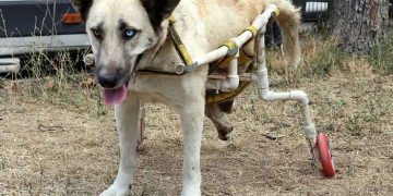 Yürüyemeyen köpeğe plastik borularla yürüteç yaptı
