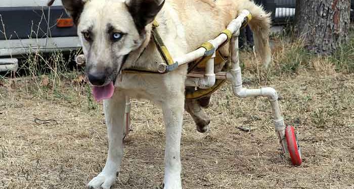 Yürüyemeyen köpeğe plastik borularla yürüteç yaptı