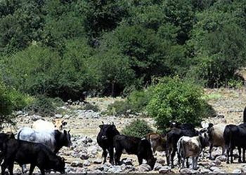 59 Yıl Önce Kaçan İnek Koloni Kurdu