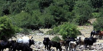 59 Yıl Önce Kaçan İnek Koloni Kurdu