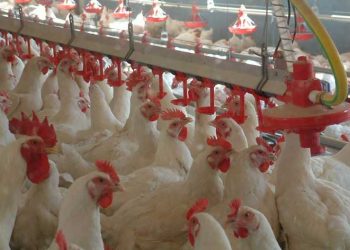 Antibiyotik büyütme faktörüne (ABF) alternatif bakır kil değişimi