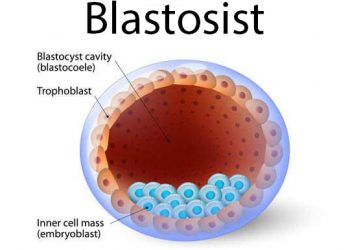Blastosist Nedir?