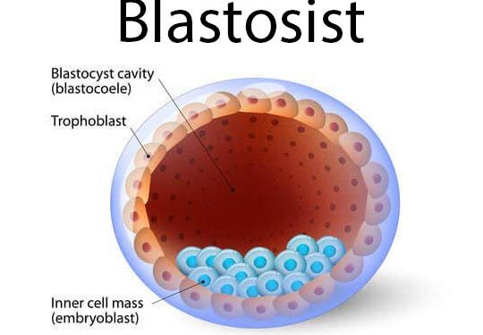 Blastosist Nedir?