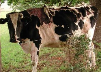 Güneş Işığına Duyarlılık