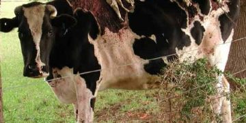 Güneş Işığına Duyarlılık