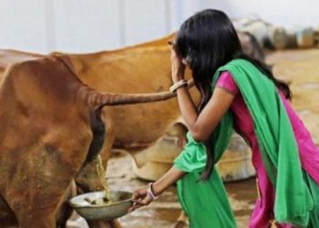 Hindistan’da inek idrarı sütten pahalı